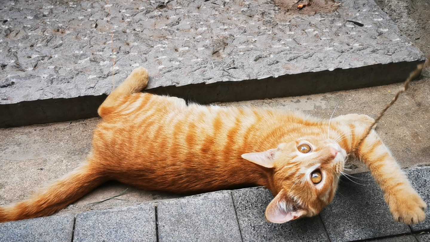 懒阳阳的戏精小黄猫