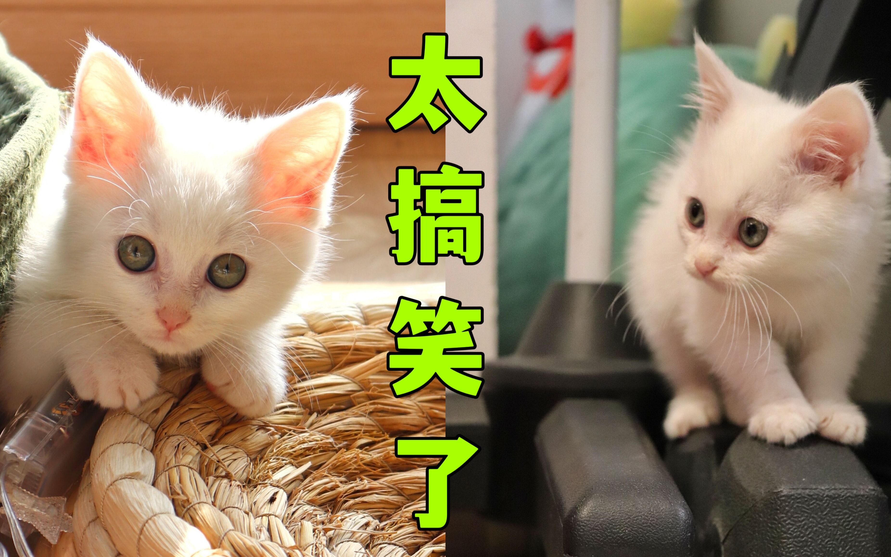 [图]这位铲屎官的养猫经历，笑得我眼泪都快出来了。