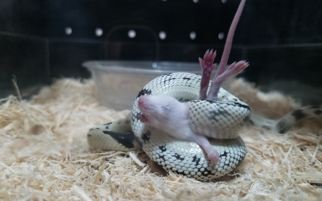 王蛇真刺激用手喂食雪花王蛇回归