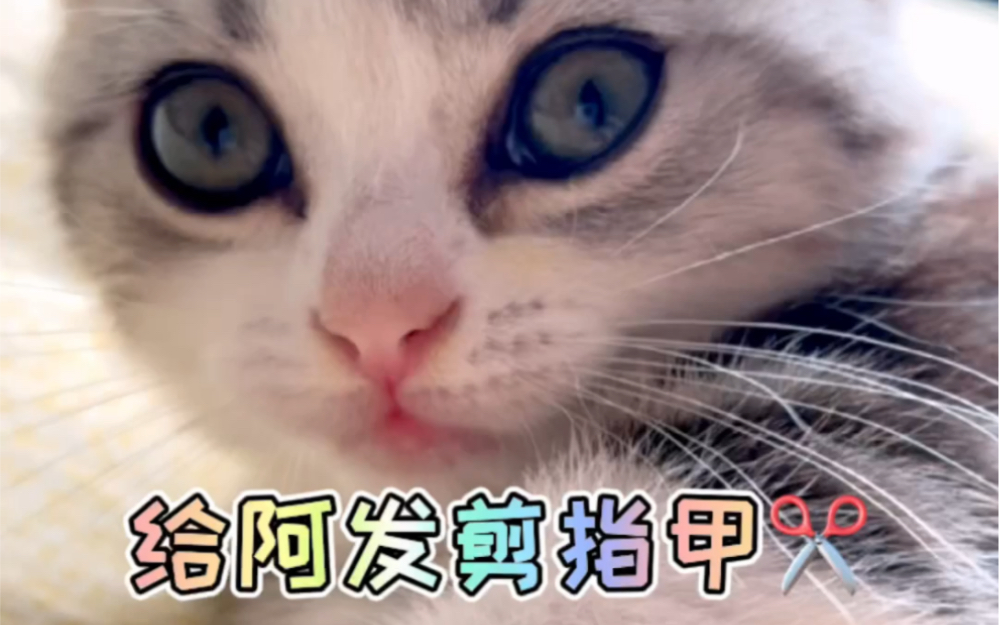 给小猫咪剪指甲的办法!哔哩哔哩bilibili