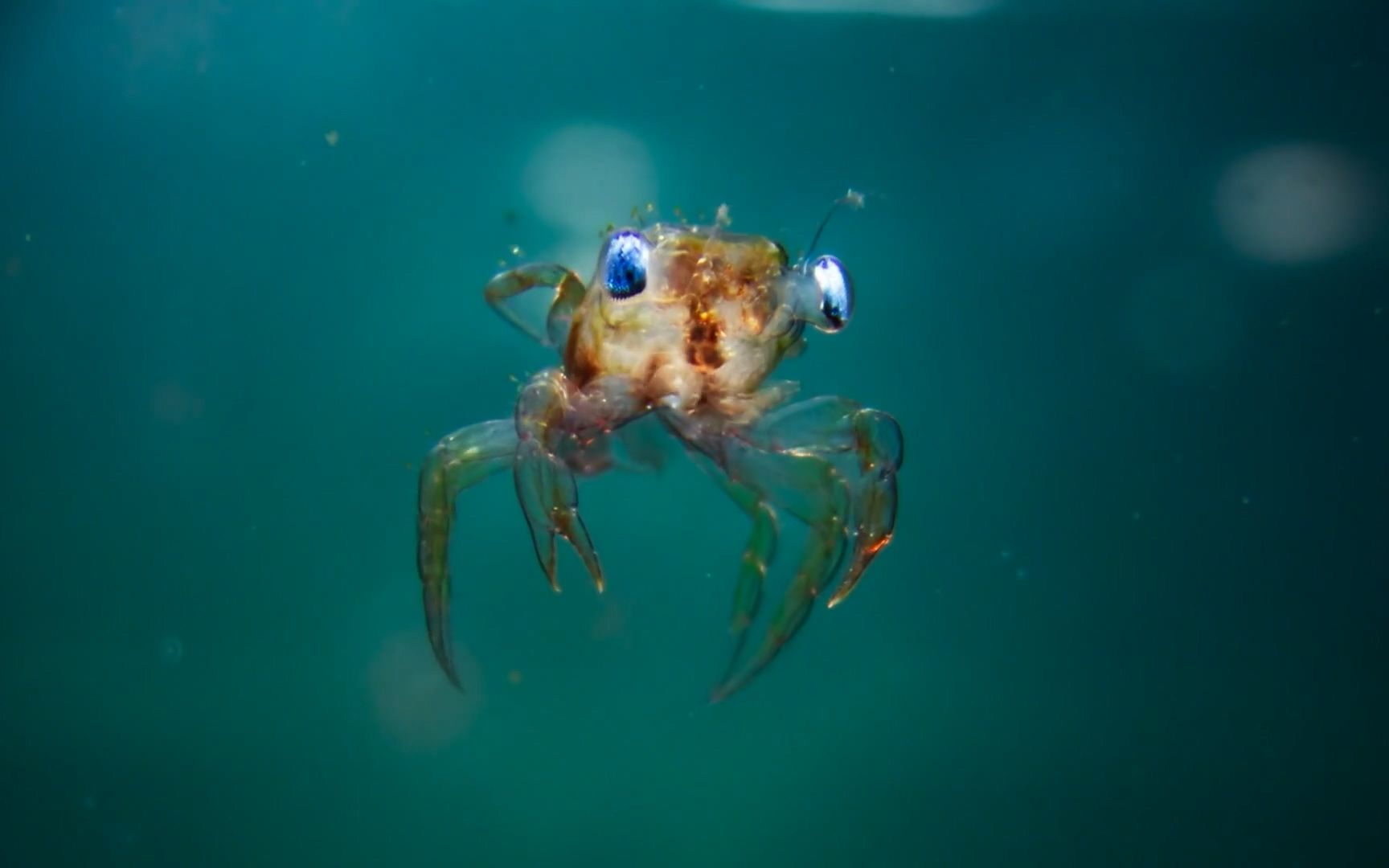 浮游生物与海中巨鲲