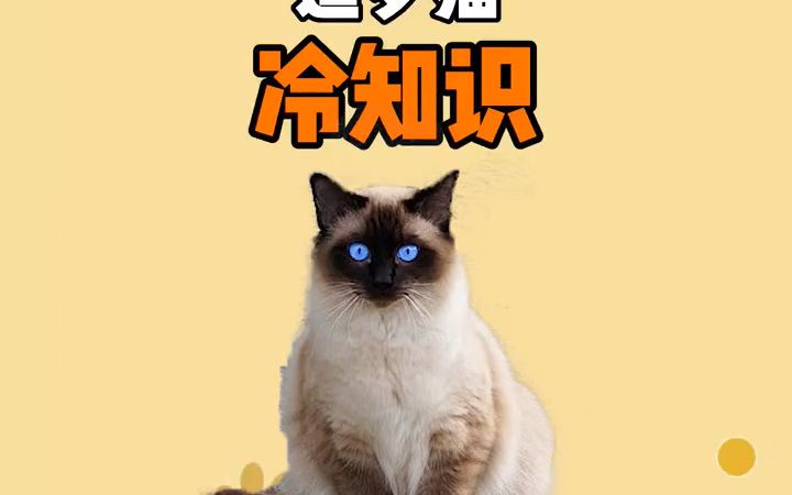 这应该是称号最多的猫吧 暹罗猫 宠物百科 宠物知识 猫咪 萌宠哔哩哔哩bilibili