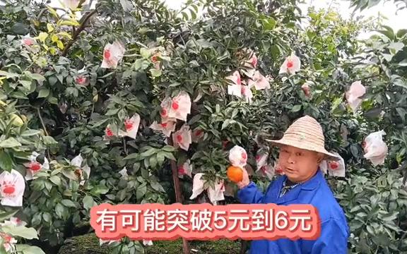 眉山爱媛38果冻橙,为什么涨价这么快?地头价4.5元一斤了哔哩哔哩bilibili