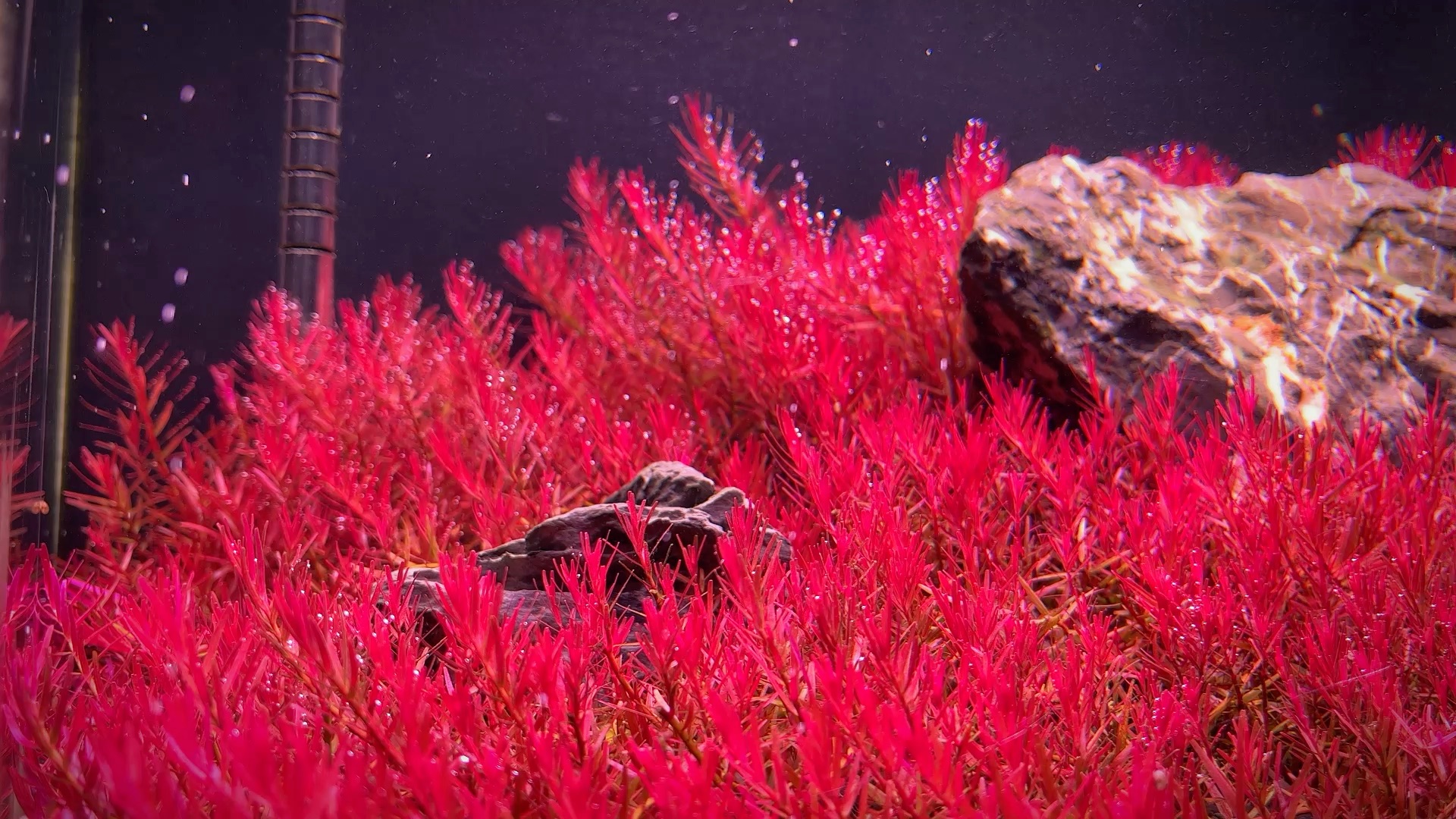 水草#趴地血宫廷