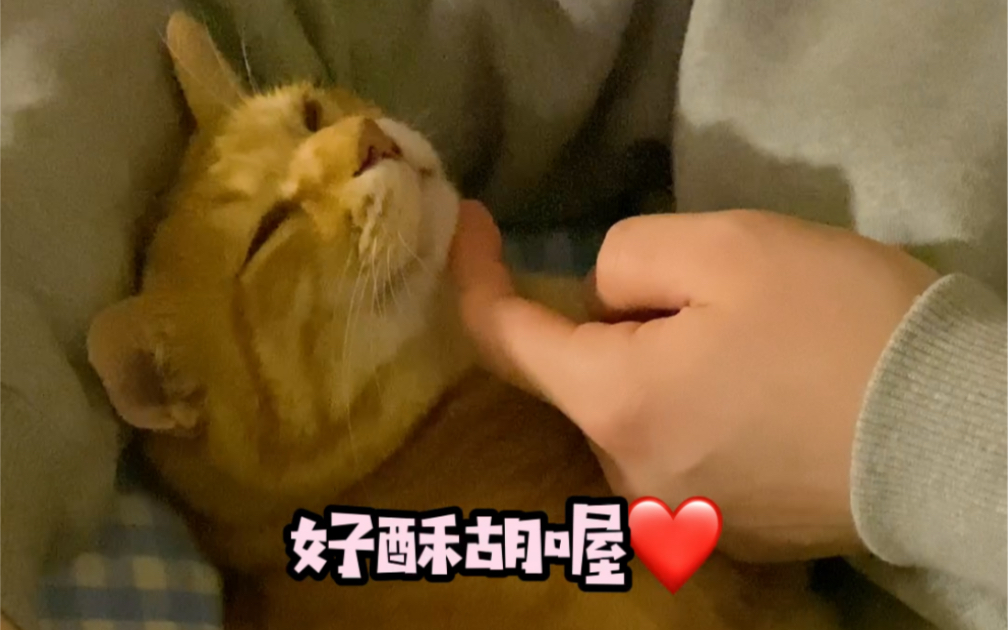 [图]我的猫大概率是来报恩的吧！