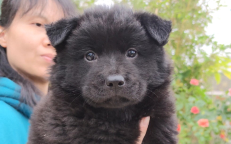 黑土松妹妹,管它四黑五黑,喜欢就拿下.对人都不迷信了,还对狗迷信吗?