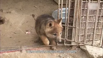 Video herunterladen: 7岁的小女孩养大了五只狼，狼长大后认女孩为狼王，饲养员都怕它