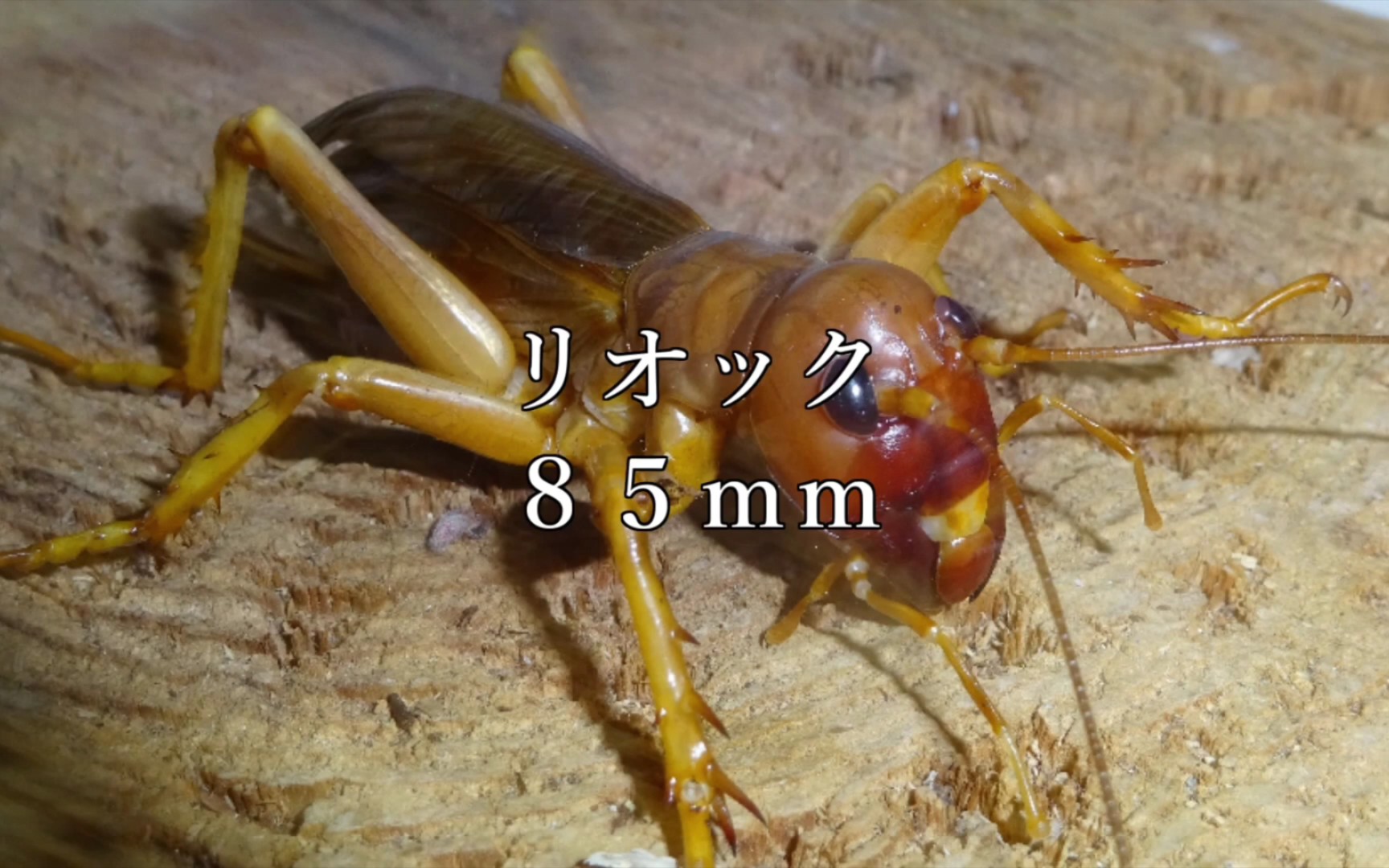 sia ferox♀ vs 绒毛近方蟹