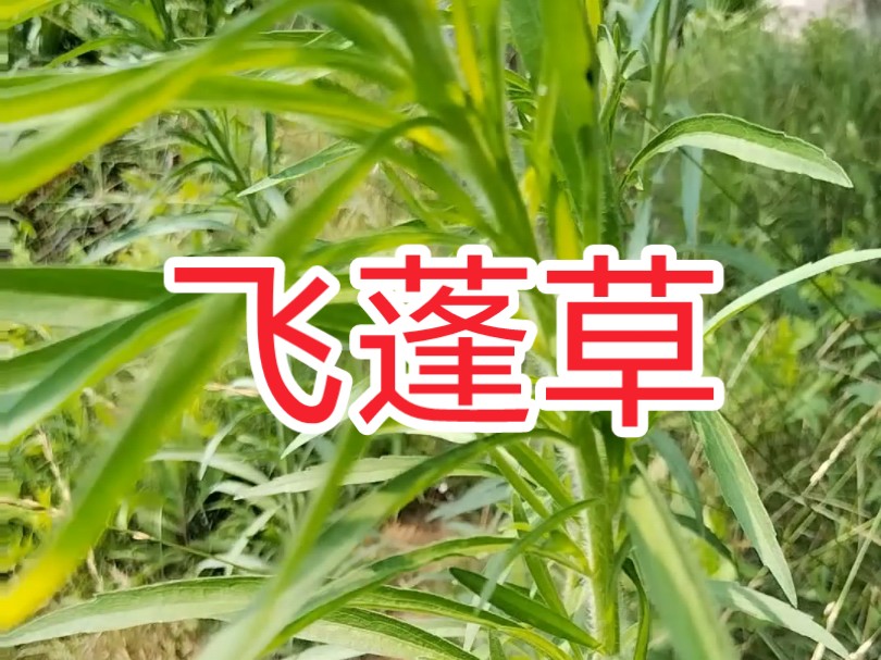 路边荒地常见的飞蓬草 你认识吗?