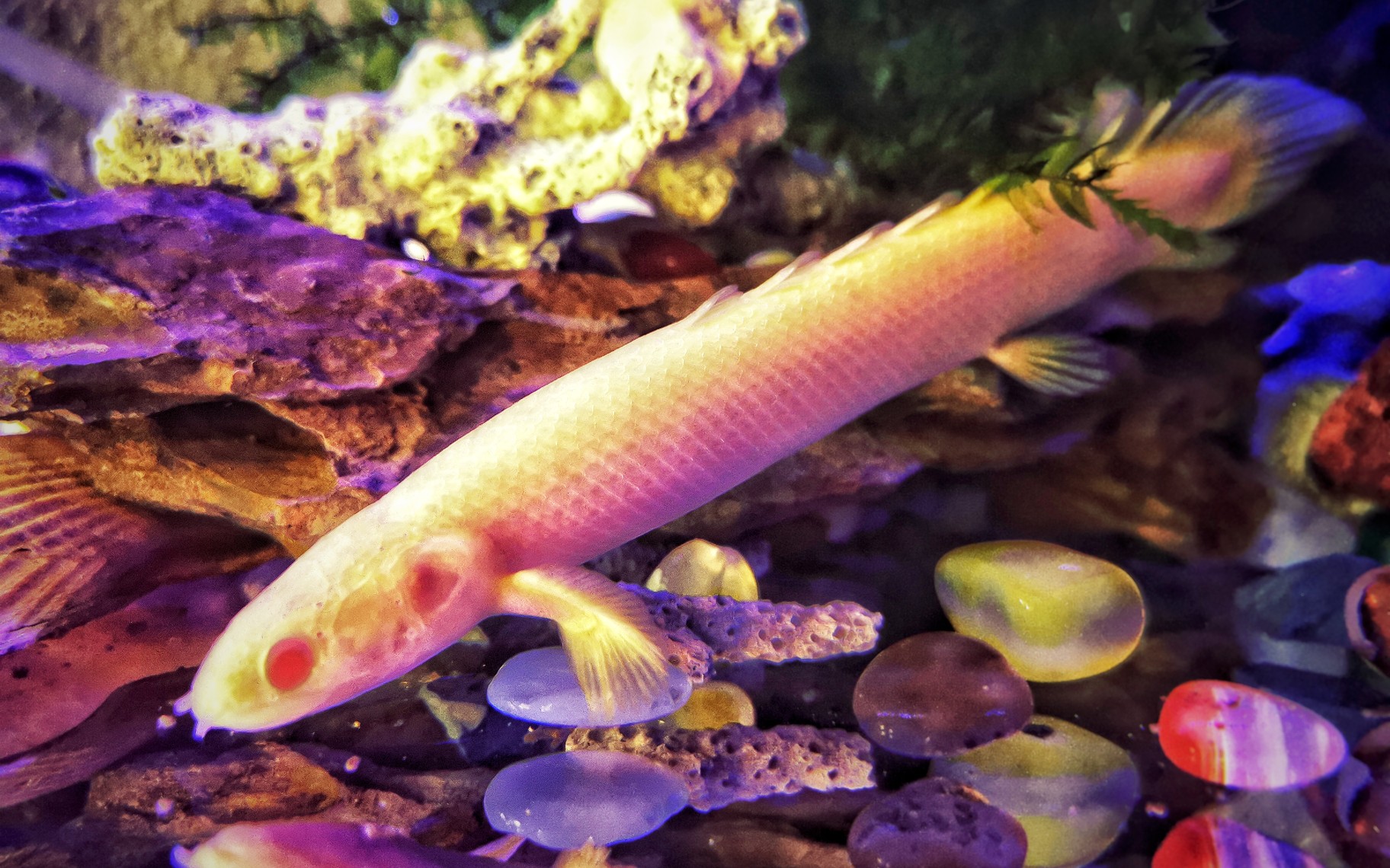 【白子金恐龙】可爱龙龙的加餐日常!