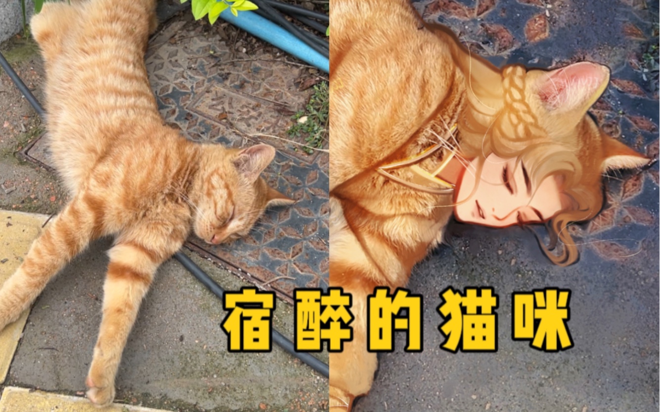 [图]很急！宿醉的猫能不能捡回家啊？