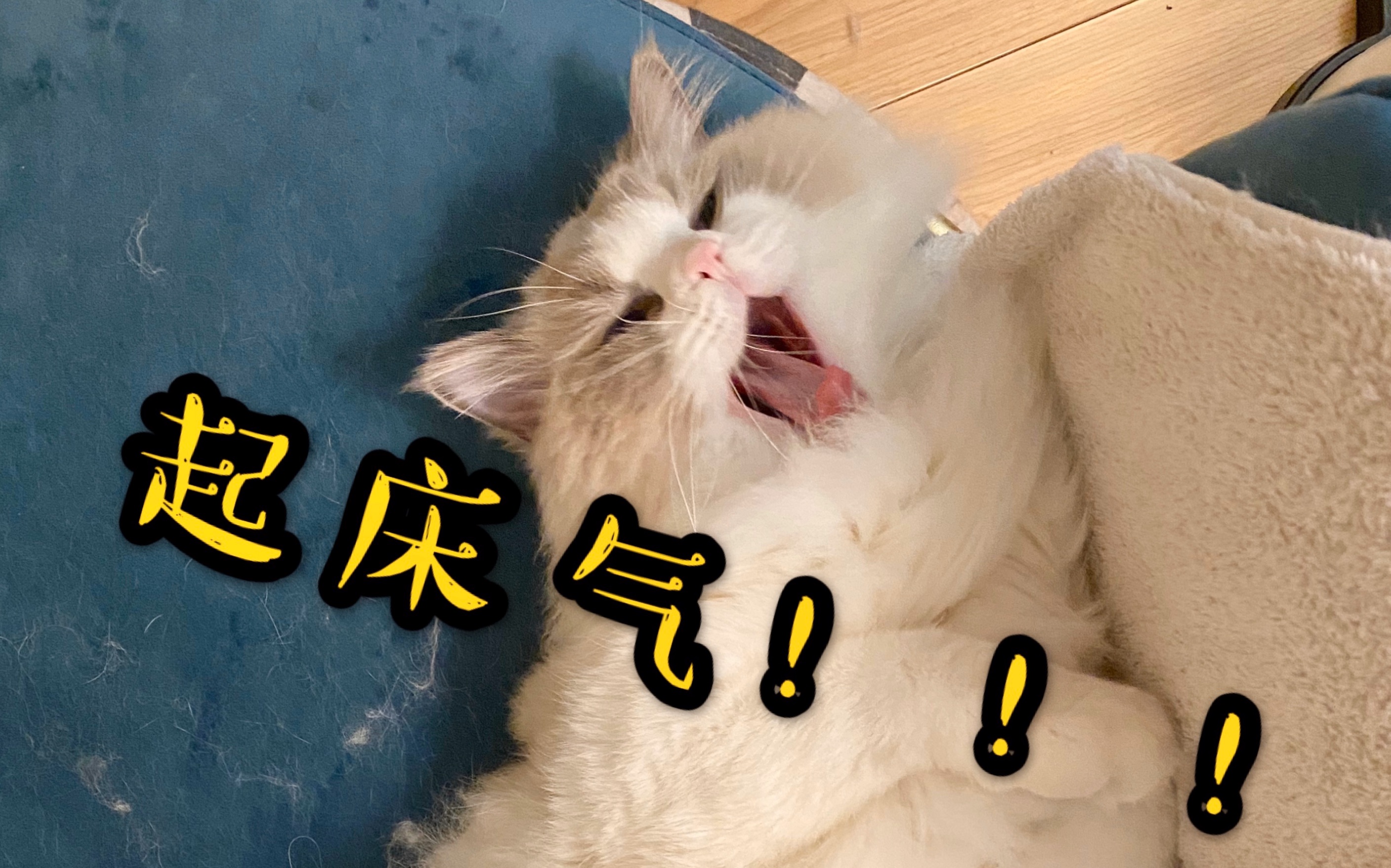 猫咪的打呼声有多响起床气就有多大温柔的小猫咪就连发脾气也是萌萌哒