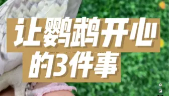 让鹦鹉开心的3件事