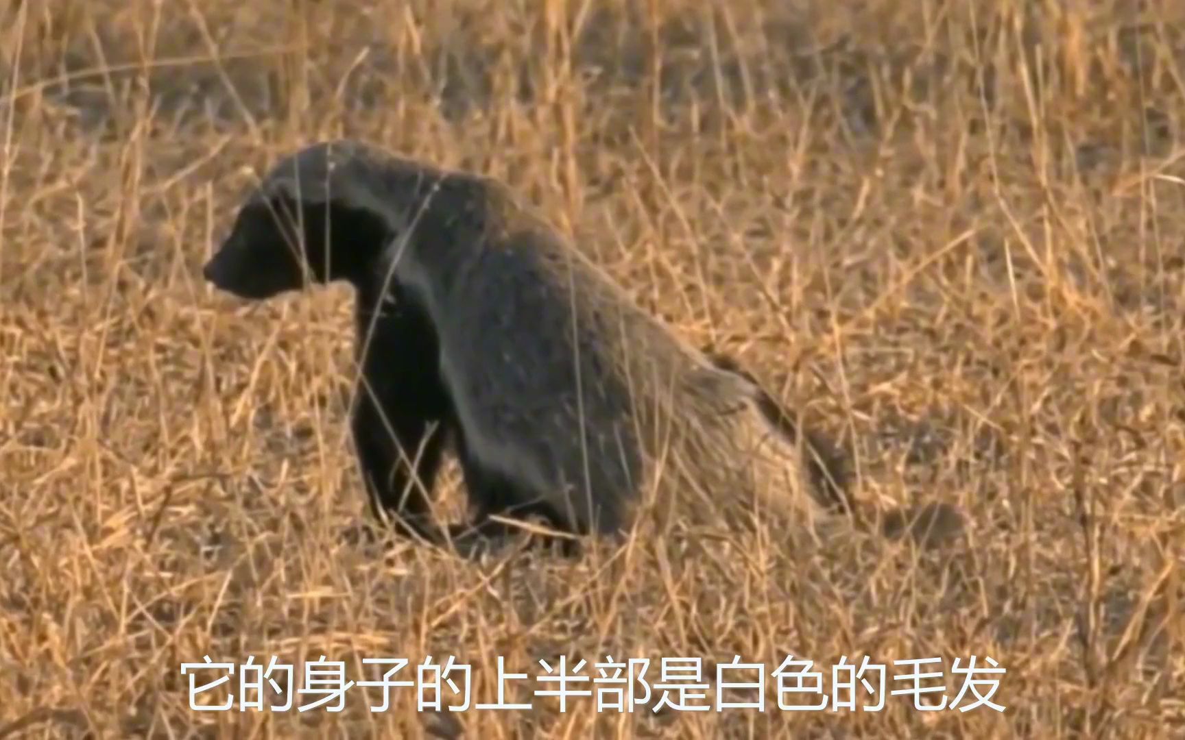 鱷魚攻擊蜜獾蜜獾逃脫只能伏擊角馬好在成功