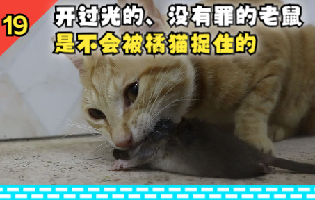 [图]圣母：老鼠好可怜啊。橘猫：啊对对对（咀嚼音）