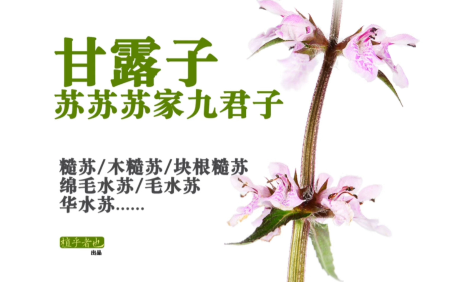 [图]【植也】一口气聊聊，糙苏木糙苏水苏毛水苏绵毛水苏华水苏等等苏家九君子