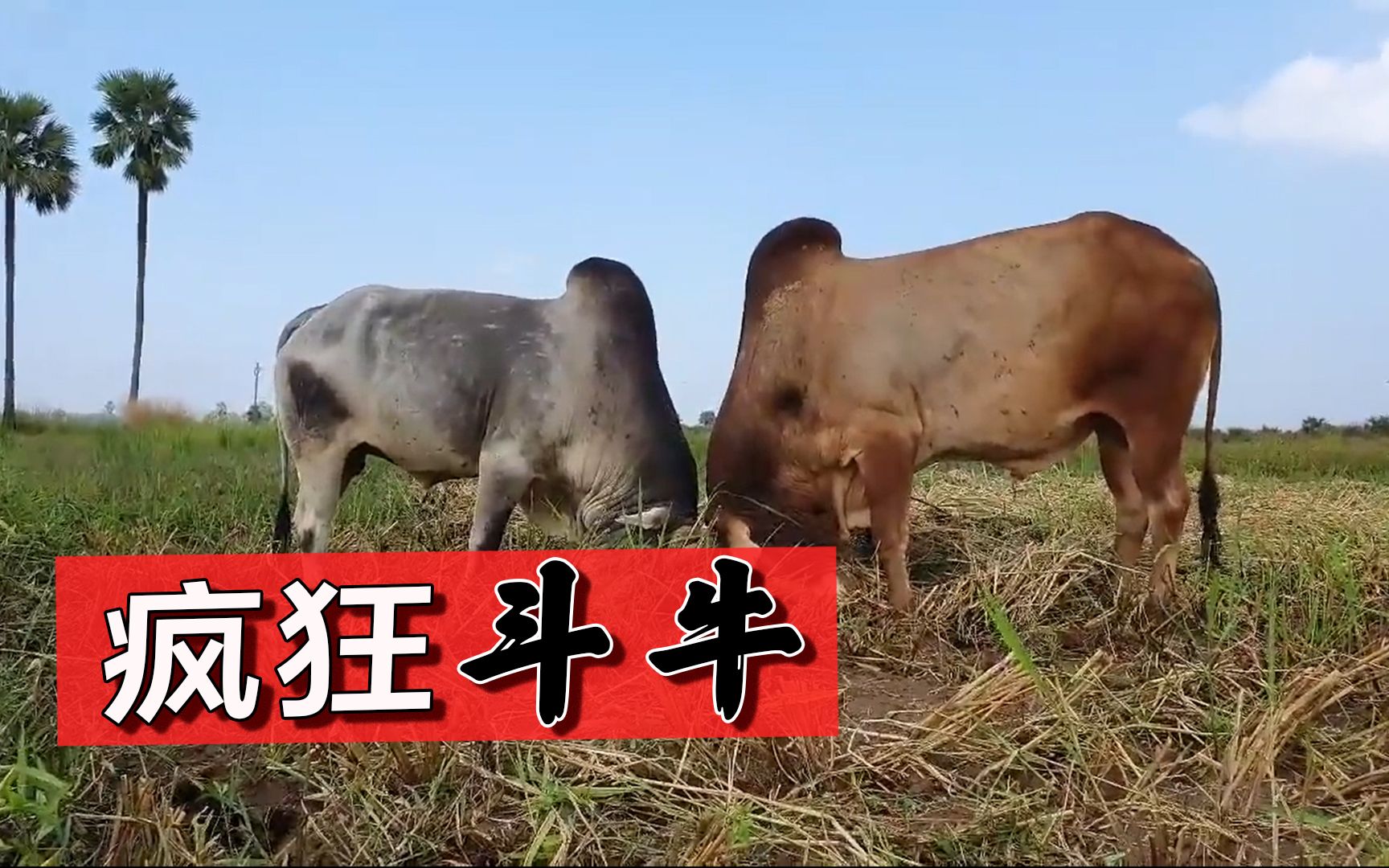 精彩的斗牛比赛,这牛真霸气,终于看到像擎天柱般的牛王了|一屋