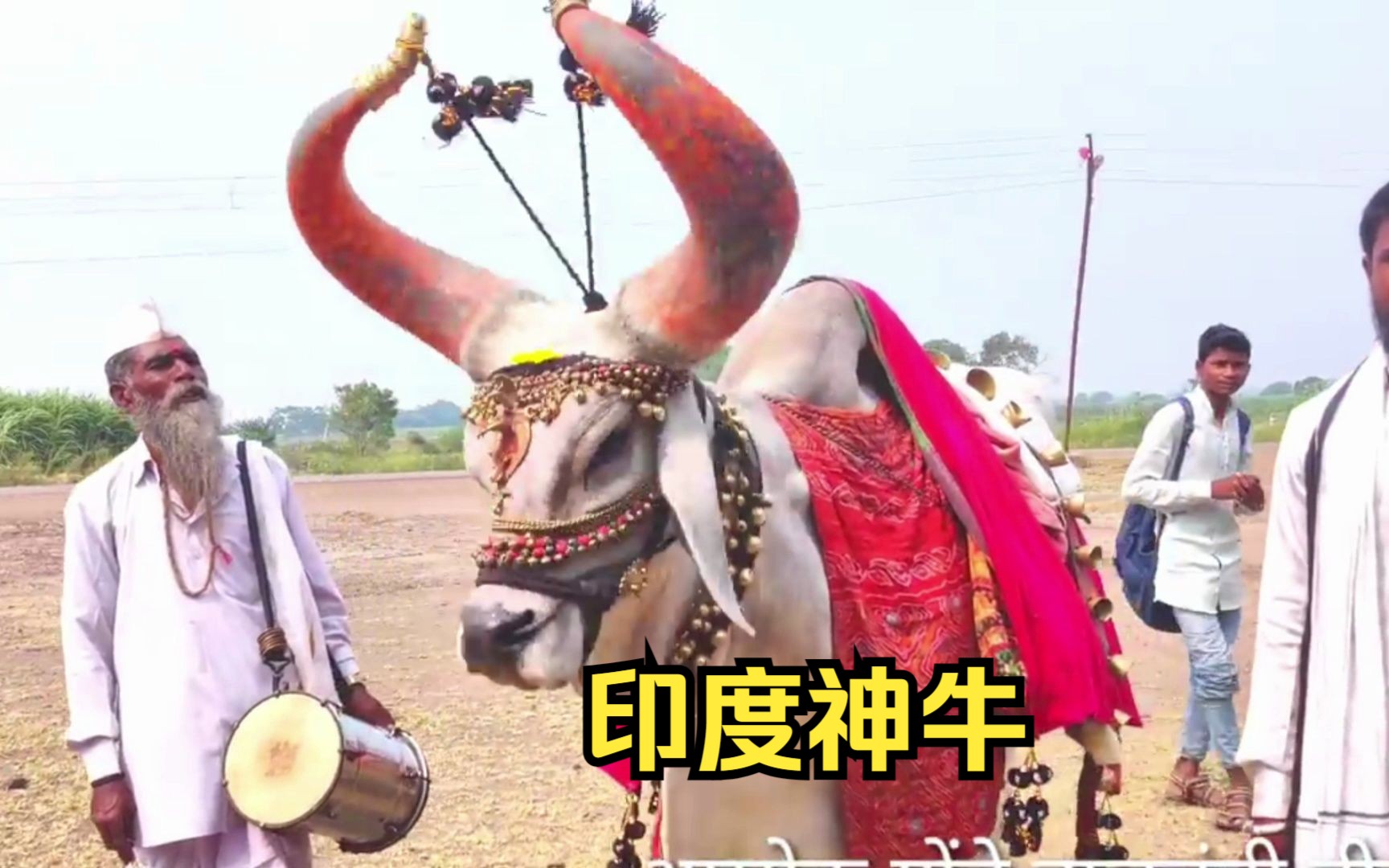 科普知识:印度的牛地位比人还高,上厕所只用手和水!