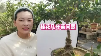 Download Video: 桂花选购时，关于几年苗多少钱的问题，及如何区分牙接与靠接桂花