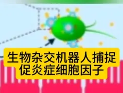 Download Video: 生物杂交机器人，捕捉促炎症细胞因子，对小鼠的结肠炎，效果好且安全。6月26日美国圣地亚哥大学登Science