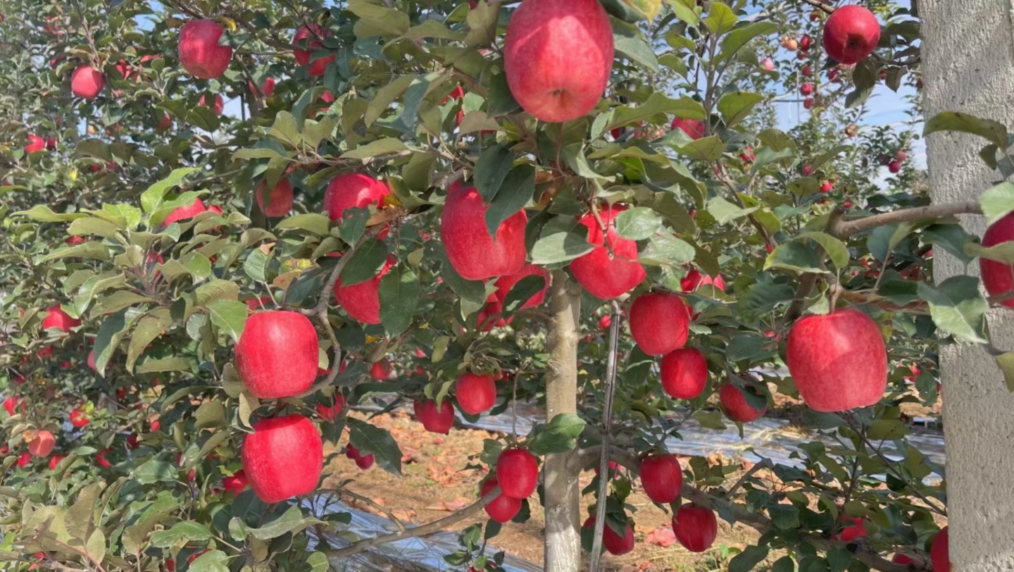 陕西白水瑞香红苹果色泽艳丽,香甜可口福瑞中华,果香天下
