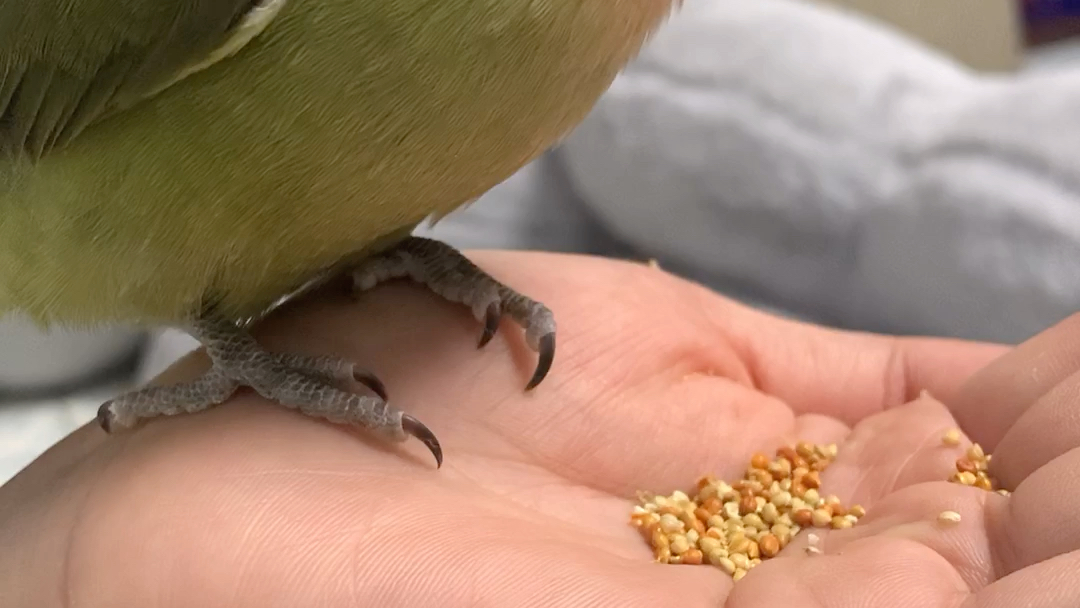 牡丹鸚鵡幼鳥——獼猴桃.第一次吃黛珂小米.感覺很喜歡!