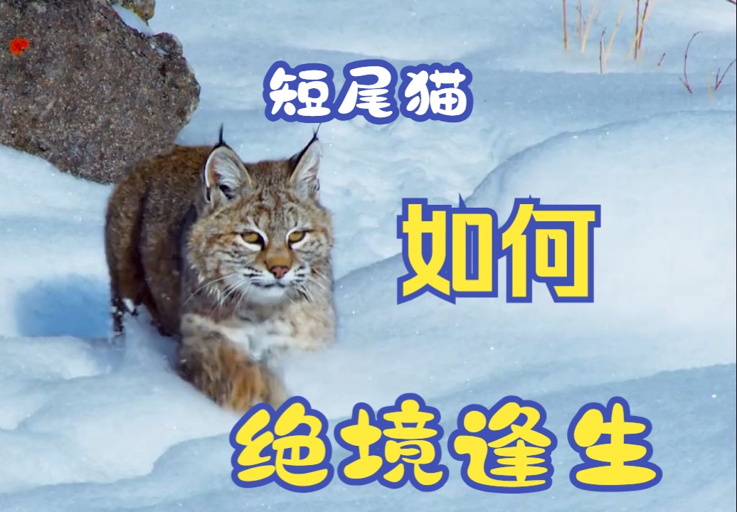 短尾猫为什么不能养图片