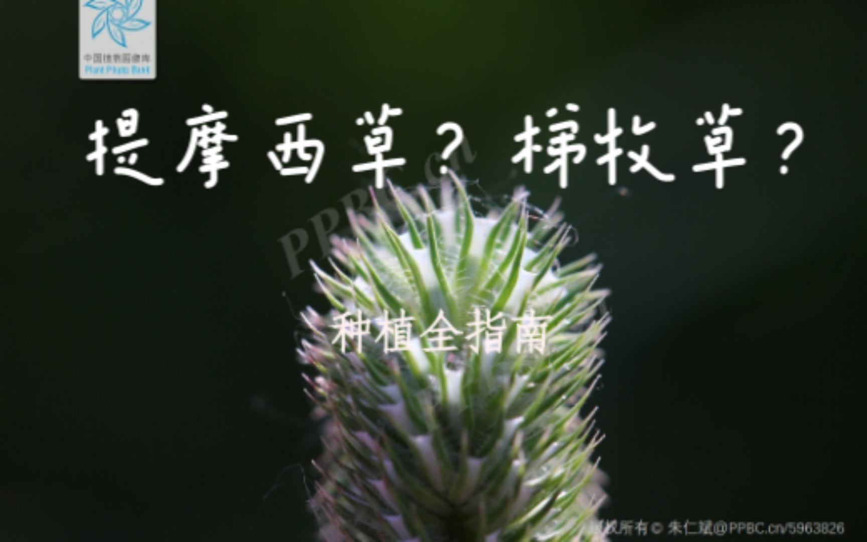 梯牧草?提摩西草?兔草?猫尾草?种植全指南(31/100)哔哩哔哩bilibili