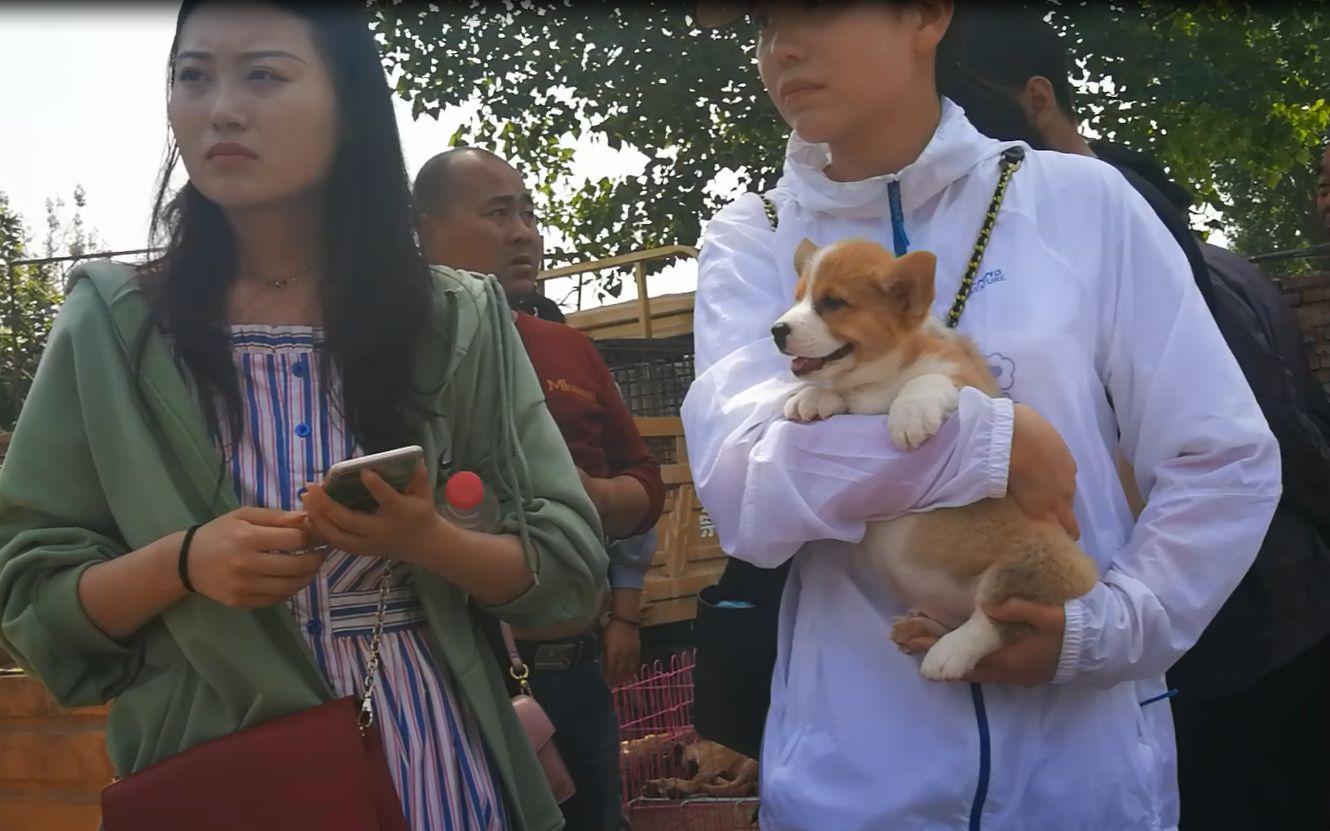 河南农村狗市:一只柯基犬要价2500块钱,美女抱着它爱不释手哔哩哔哩bilibili