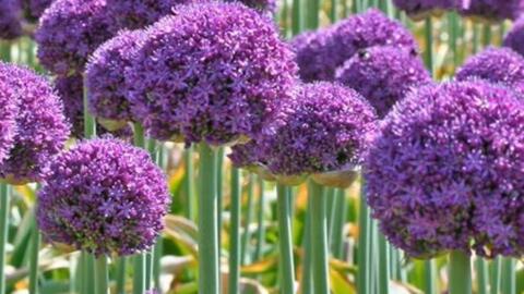 比洋葱还好养的花卉 只需种一次就能年年开花 花球硕大 颜色是梦幻的蓝紫色 哔哩哔哩 比洋葱还好养的花卉 只需种一次就能年年开花 花球硕大 颜色是梦幻的蓝紫色 哔哩哔哩