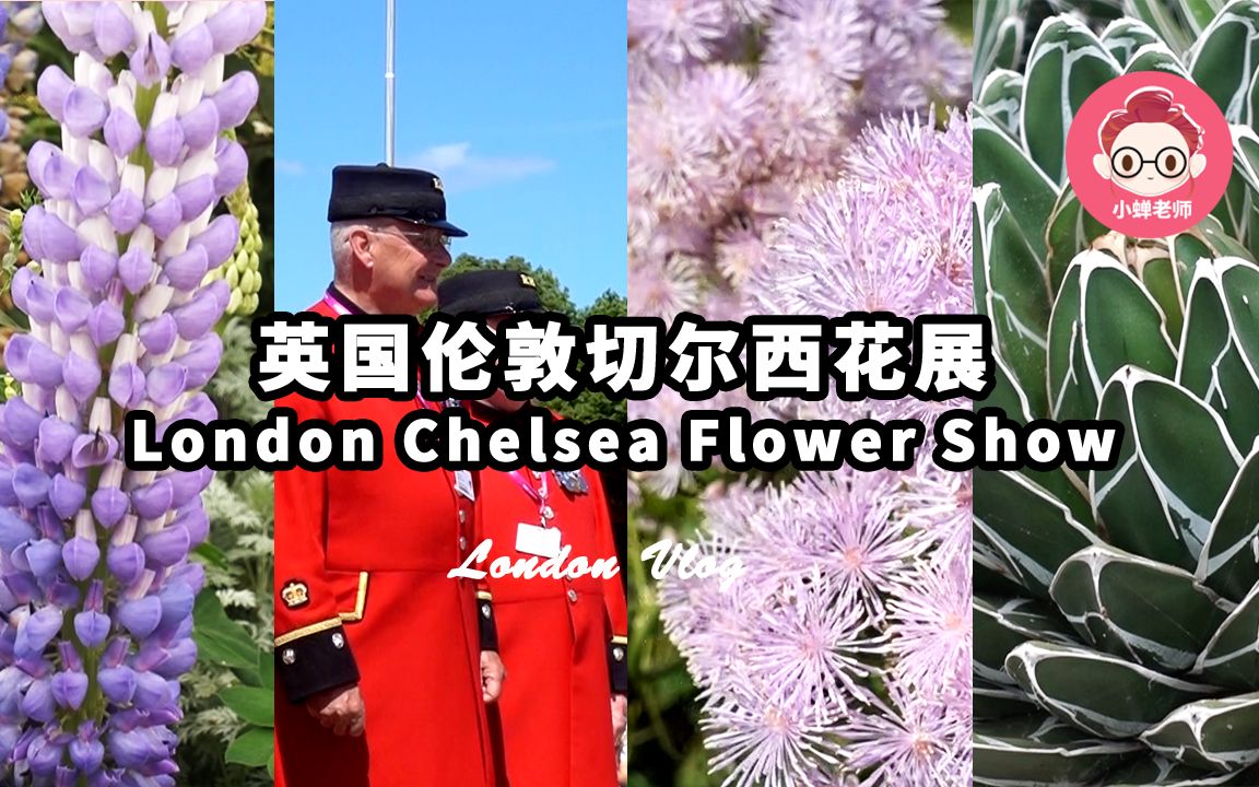 [图]超治愈 ！英国伦敦切尔西花展 London Chelsea Flower Show｜植物纯享版｜放松身心，精致纯享 ｜小蝉老师｜【思维星球学院】