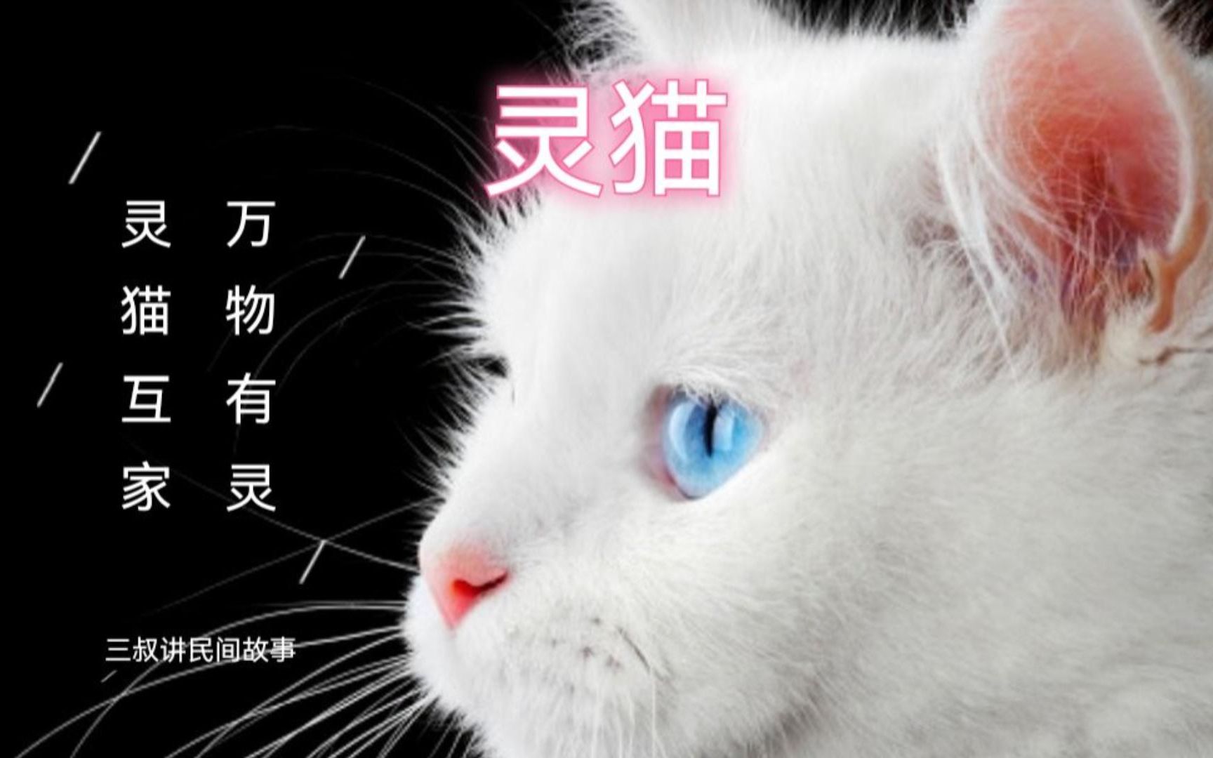 《民间故事》灵猫:万物有灵,灵猫护家哔哩哔哩bilibili