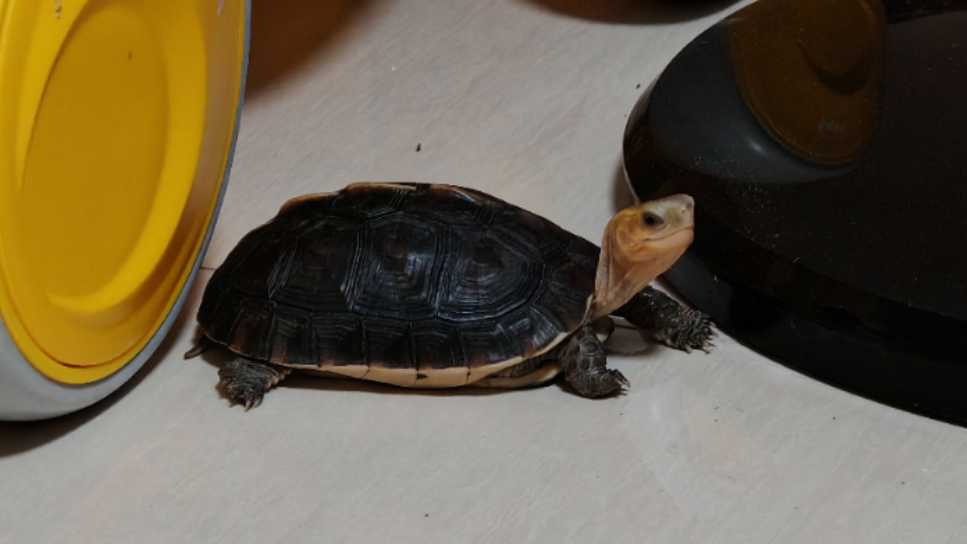 【黄缘龟】大缘子追鱼,根本吃不到哈哈99