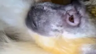 【 ASMR 一号猴哥 】猴哥沉浸式口腔音助眠 第五十一集