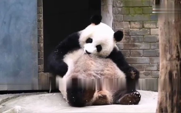 野生大熊猫水秀回忆童年