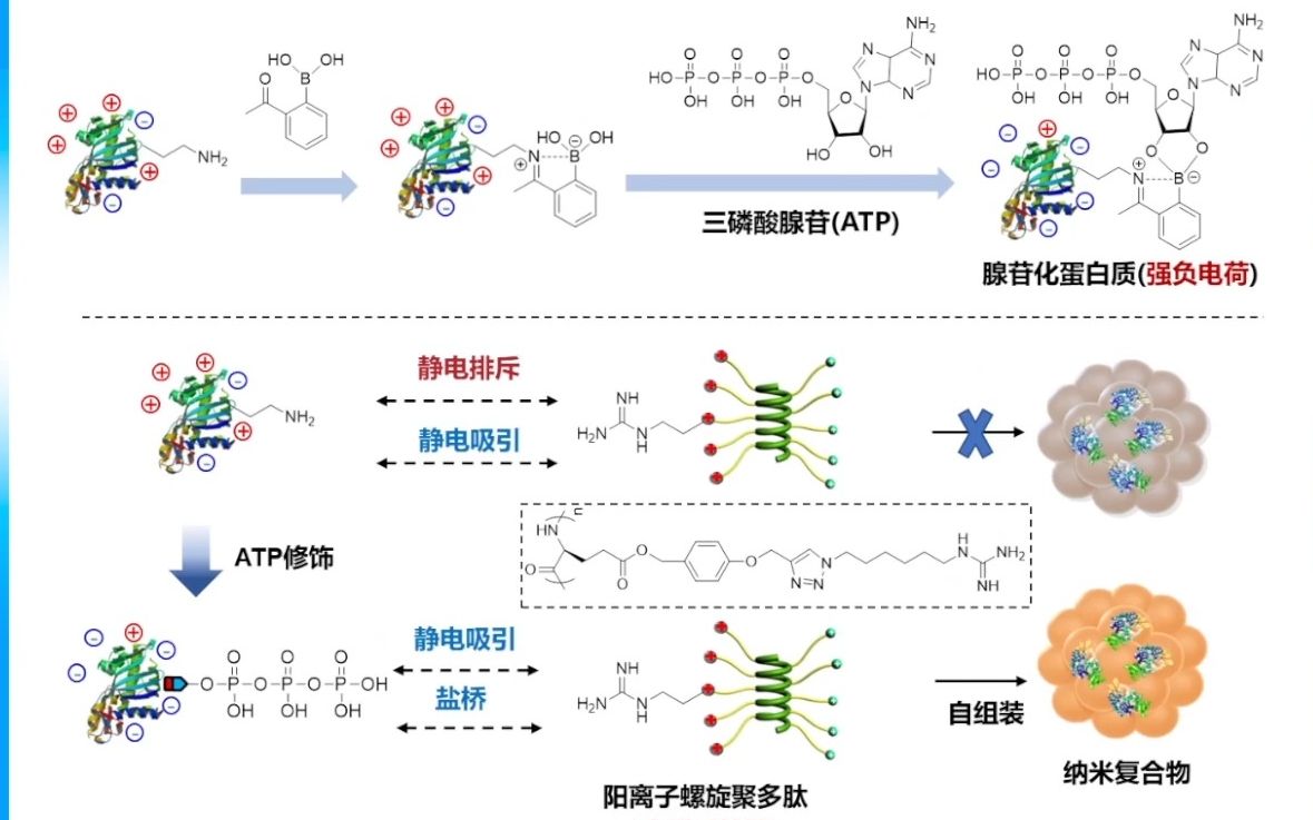 20220821苏州大学功能纳米与软物质研究院殷黎晨蛋白质药物胞内递送系统哔哩哔哩bilibili