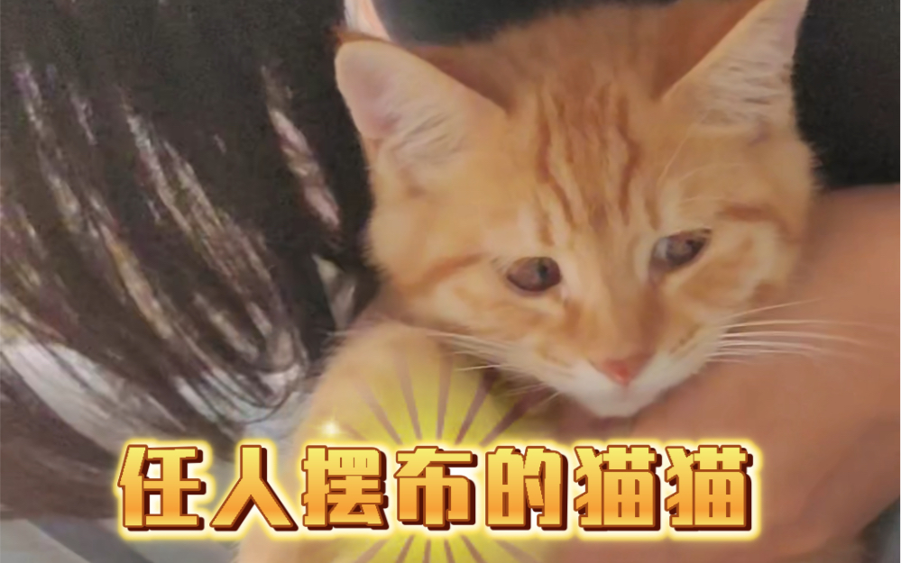 任人摆布的猫猫哔哩哔哩bilibili