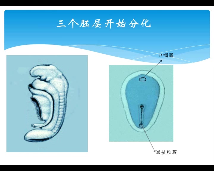 人体胚胎发生早期发生哔哩哔哩bilibili