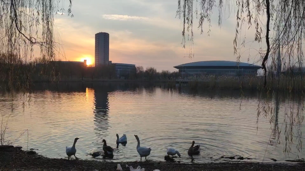 天津商业大学双子湖沉浸式看鸭鹅