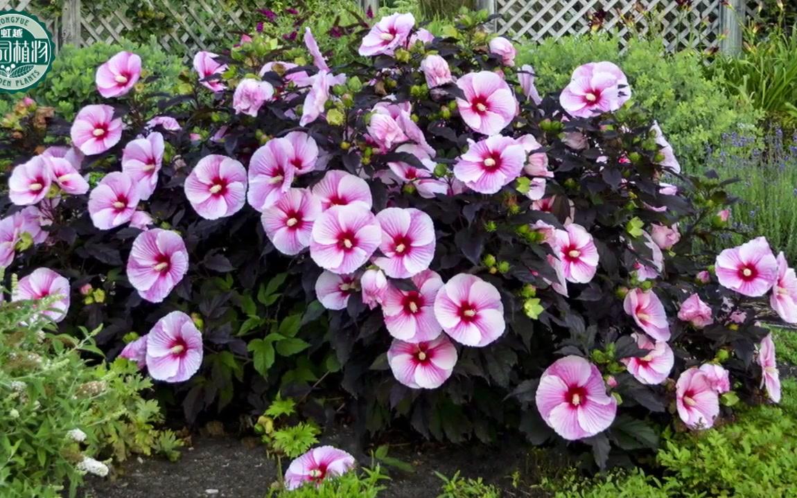 大花芙蓉葵-星光闪耀之夜_哔哩哔哩 (゜-゜)つロ 干杯~-bilibili