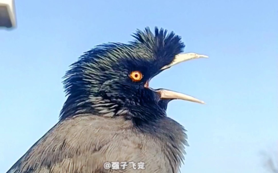 八哥小鸟想要找老婆了 唱着歌儿说:我是一个单身汉 没事到处转