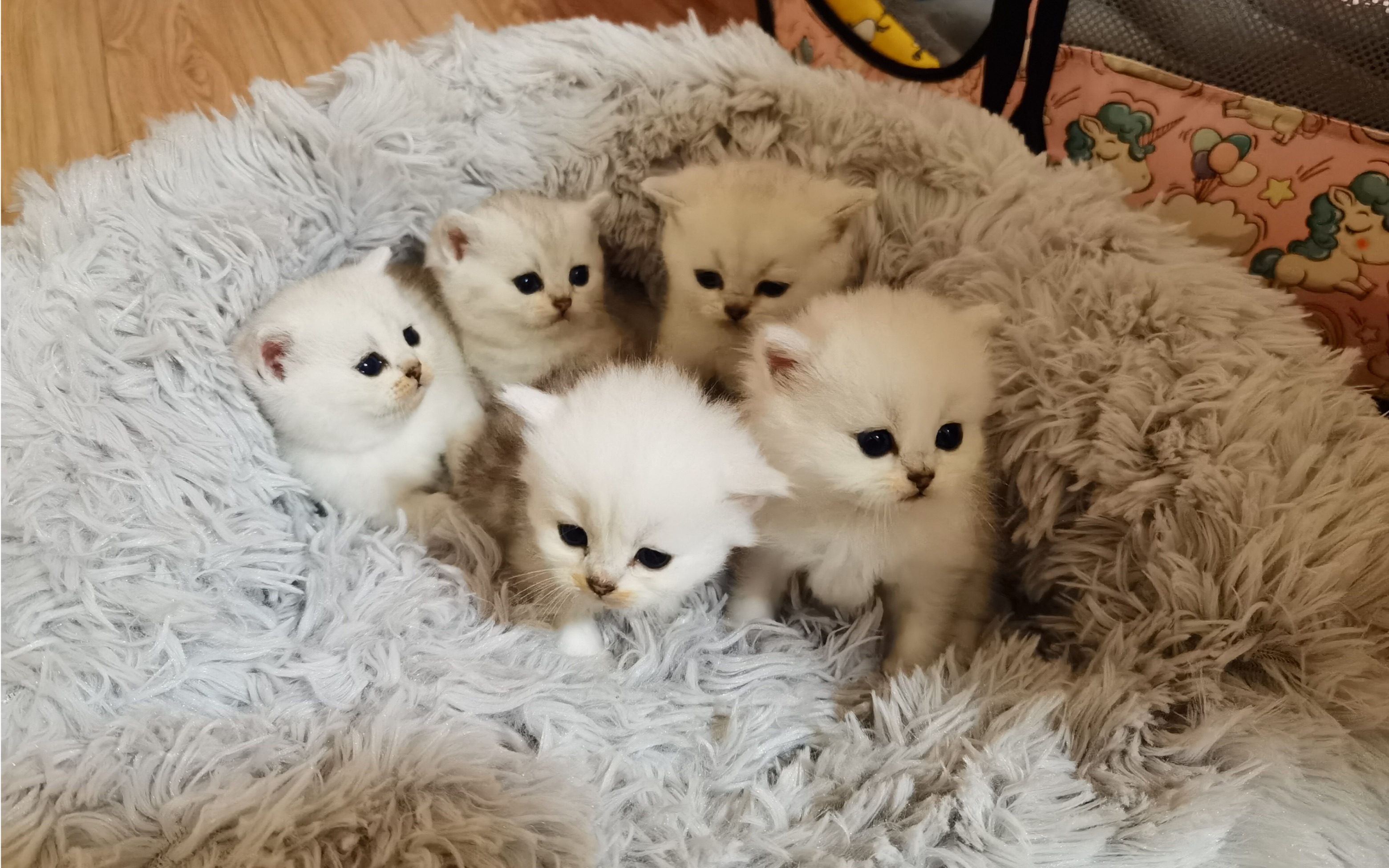小奶猫想吃猫粮,喝奶不香了吗