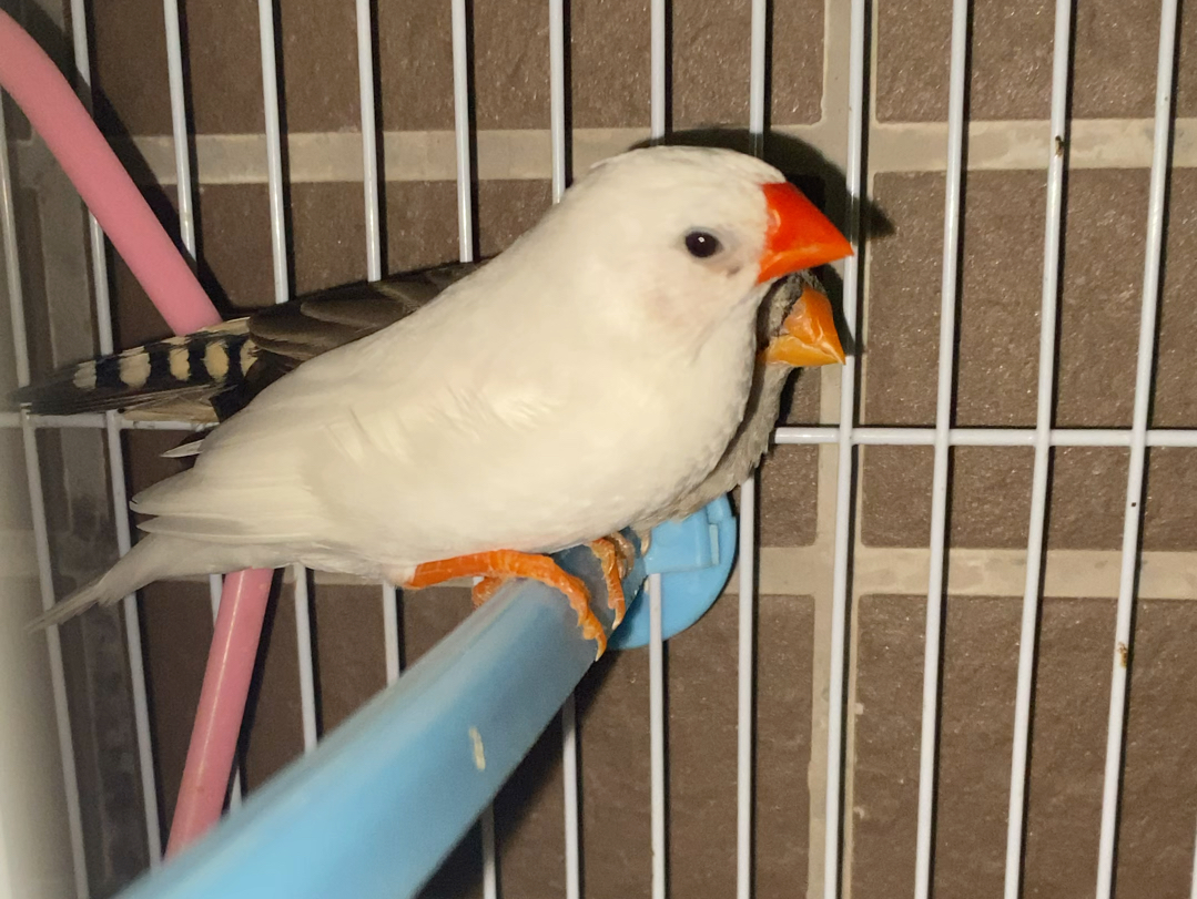 珍珠鸟成长日记之小白小灰