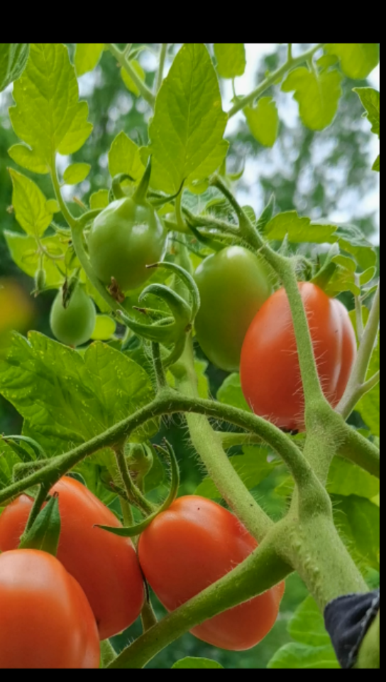 紫千禧番茄熟了,酸甜可口,口感第一,小圣女番茄也可以了,个头大一点点