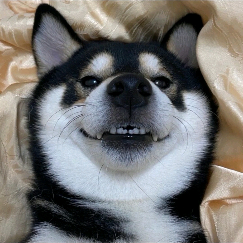 柴犬kobe_哔哩哔哩_bilibili