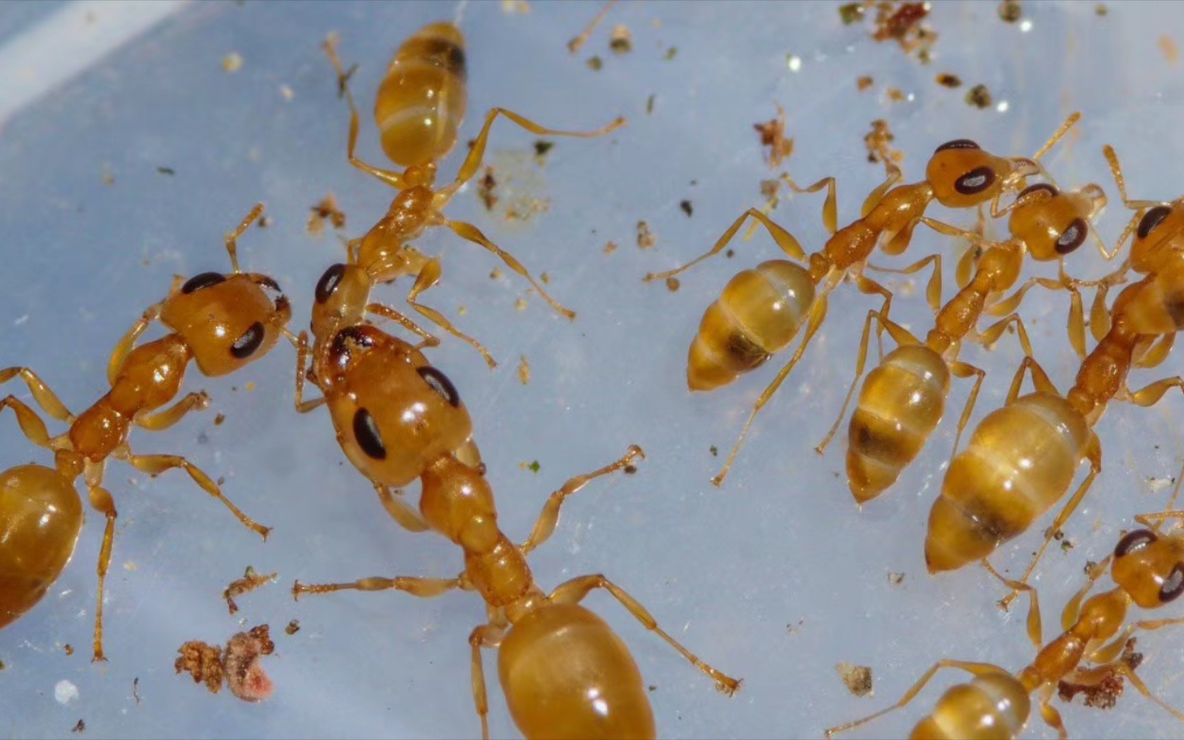 全黄外星蚁