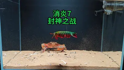 当最强赤甲红，遇到最强螳螂虾，会发生什么？