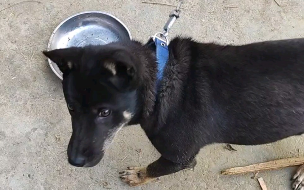 最近爱上弹弓,借小黑的饭碗练练手