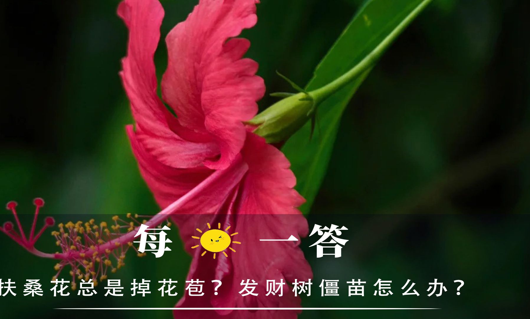 扶桑花总是掉花苞?发财树僵苗怎么办?哔哩哔哩bilibili