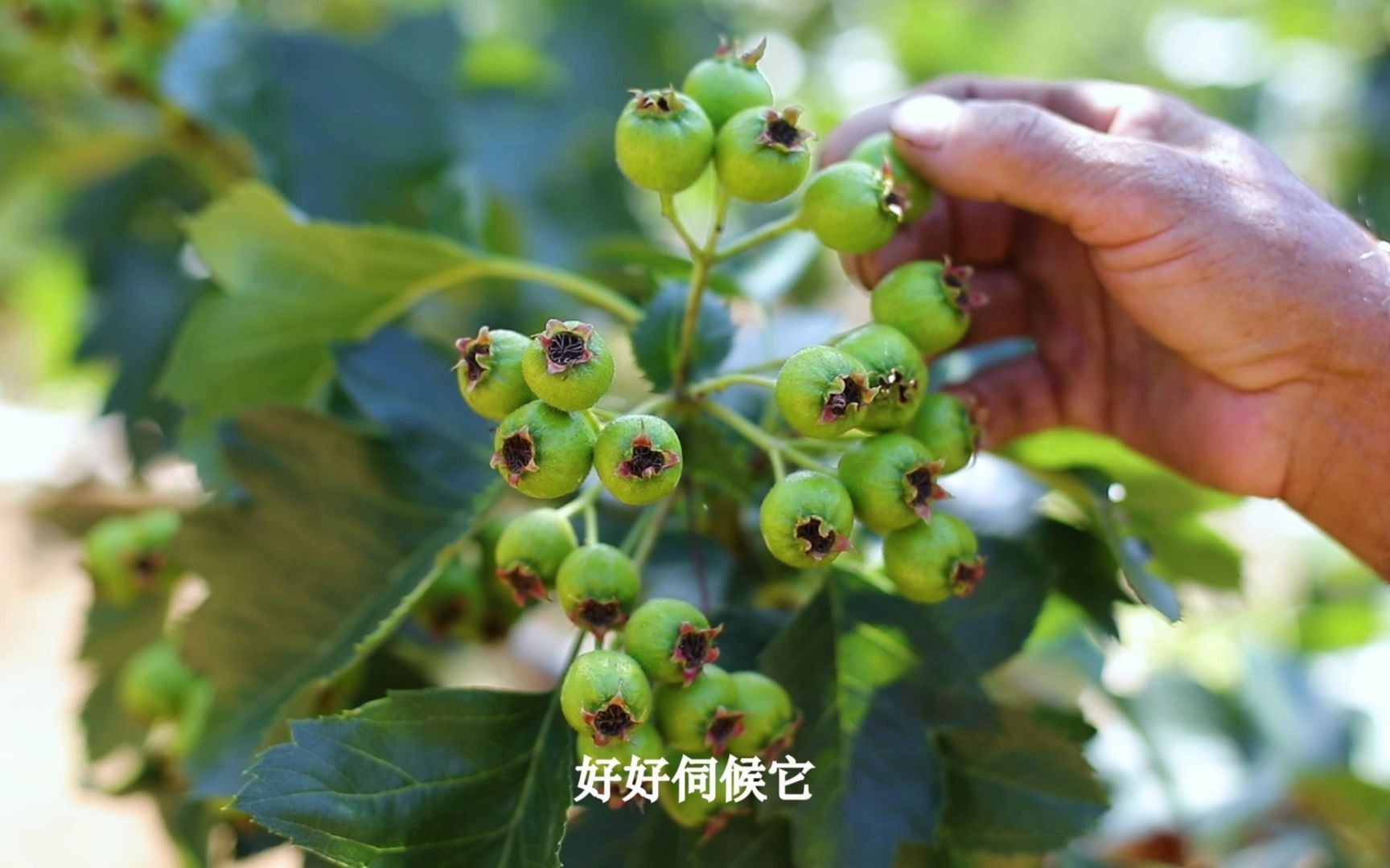 [图]沂蒙山爷爷的山楂